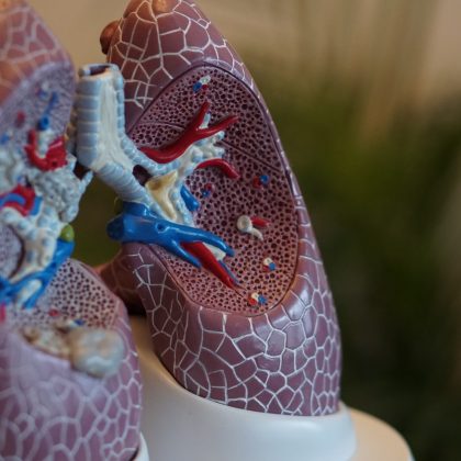 Replica lungs